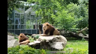 Лев ЧИХНУЛ 🦁 Зоопарк Мюнхена "Hellabrunn" - самый большой зоопарк в Европе