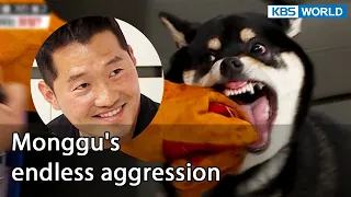 Monggu's endless aggression [Dogs are incredible : EP.132-7] | KBS WORLD TV 220726