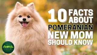 10 Important Facts About Pomeranian Every New Mom Should Know