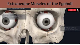 Extraocular Muscles | Location | Attachments | Nerve supply | Axes of muscles & movements | Squint