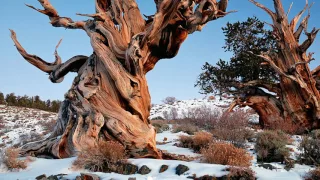 The Story of the Prometheus Tree