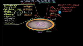Antibiotiques - Ep 2 - mécanisme d'action - Docteur Synapse