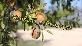 Миндаль в Беларуси после -30!!!! Незаконченный эксперимент???