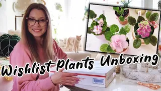 Wishlist Plants Unboxing | African Violets | Relaxing Potting Up | New Plant Shelf