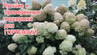 Лучшие и проверенные подкормки для ГОРТЕНЗИЙ.