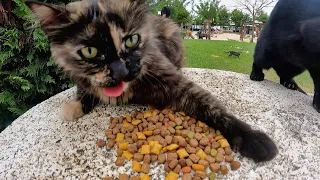 Feeding stray cats in Istanbul for a day enriches your heart.