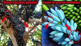 Это самые НЕОБЫЧНЫЕ и ЭКЗОТИЧЕСКИЕ фрукты в мире!!! | Топ 5 самых странных фруктов
