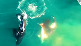 EN VIDEO!! ORCAS CAZANDO TIBURÓN BLANCO