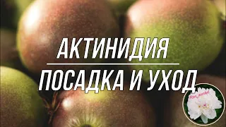 Актинидия посадка и уход