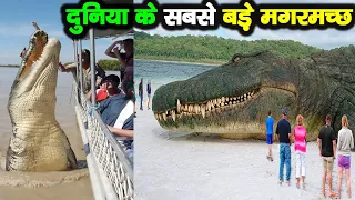 दुनिया के सबसे बड़े मगरमच्छ TOP 10 LARGEST CROCODILES In The World || #InFactsOfficial