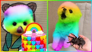 Tik Tok Chó Phốc Sóc Mini 2023 😍 Funny and Cute Pomeranian #463