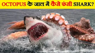 क्या होगा जब Shark और Octopus आमने-सामने होंगे? | Great White Shark Vs Pacific Giant Octopus