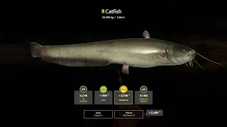 Russian Fishing 4 Akhtuba river Catfish New spot