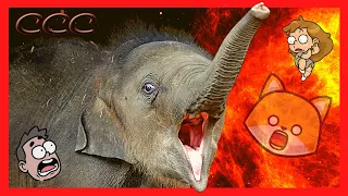 🔥 Baby Elephants Gone Wild 🐘 Try Not to Laugh!