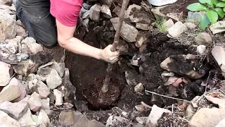 Gardening With Cody Week 6: Planting Trees in Rocks