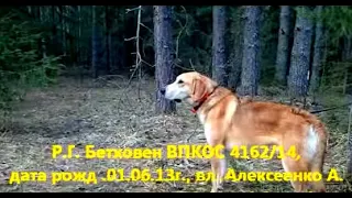 Русская гончая Бетховен ВПКОС 4162/14  вл. Алексеенко А.