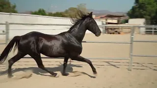 Лошади Мустанг особенности породы. mustang