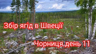 Сезонна робота в Швеції збір диких лісових ягід. Збираю чорницю день 11 частина 1