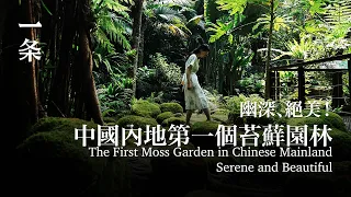 中國內地第一個苔蘚園林，幽深、絕美！The First Moss Garden in Chinese Mainland, Serene and Beautiful