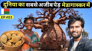 WORLD'S MOST STRANGE TREE 'BAOBAB TREE' IN 'Morondava' MADAGASCAR