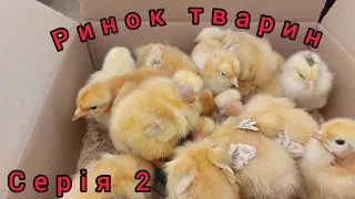 🇺🇦Справжній Український Ринок тварин!!!🇺🇦 💥Кури, качки, індики, нутрії,кролі, рослини🔥