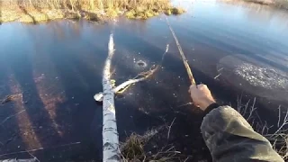 Рыбалка первый лёд  2018 - 2019,  первый ротан на личинку майского жука, видео rybachil.ru