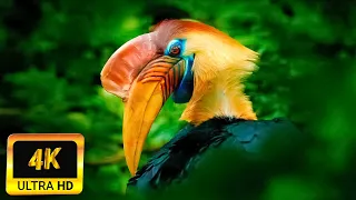 The World's Greatest Birds HD 4K Ultra - Relaxing music and nature| Scenic Wildlife Film,Sleep music