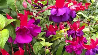 Fuchsia Pruning and Care Tips