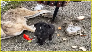 Tiny Puppy cried and ran around begging for help when he saw his mother frozen