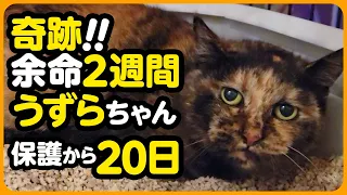 【余命2週間の猫さん】奇跡...！余命宣告を乗り越えた うずらちゃん