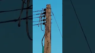 BIG SNAKE ELECTROCUTED