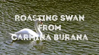 Roasting Swan Solo