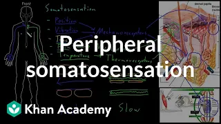 Peripheral somatosensation | Organ Systems | MCAT | Khan Academy