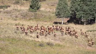 Elk herd Antonito CO