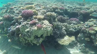 Подводный мир Египта Макади Бэй 2017/ Diving in Egypt Red Sea Makadi Bay 2017