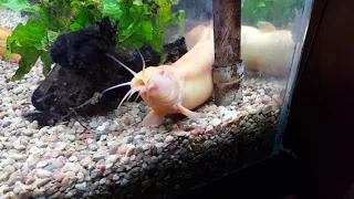 Sneezing Loach