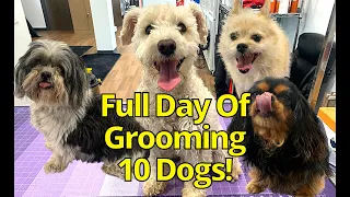 GROOMING 10 DOGS IN ONE DAY