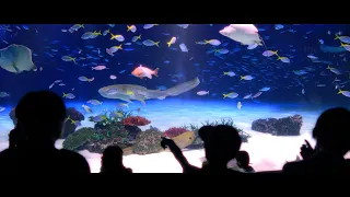 サンシャイン水族館を幻想的に映し出す｜SONY ZV-E1 Cinematic 4K Video