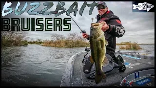 Catching HUGE Bass on Buzzbaits