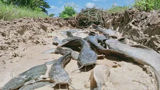 Top hand fishing, lot of fish in little water and floods cross road catch by hand a fisherman