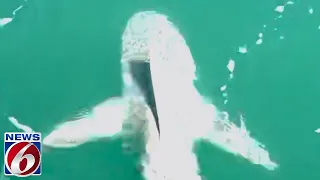 Video shows sharks circling boat off Cocoa Beach