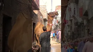 Full Dangerous Camel Qurbani 2023 BAKRAEID GUJRANWALA DHULLY #bakraeid2023 #camel #viral