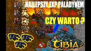 NAJLEPSZY EXP PALADYNEM ? WEREBADGERS GRIMVALE 50+ | TIBIA [PL]