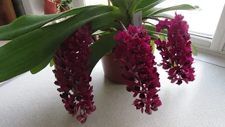 Цветение орхидеи ринхостилис (Rhynchostylis gigantea red)