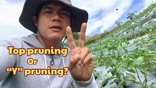 Paano kami mag pruning sa Atsal? #atsal#atsalfarm#pruning #bukidnon