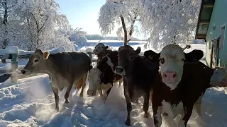 Getting Silage Bales Home Before the Snow