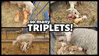 THIRTY SETS OF TRIPLETS?! | Our complete SUMMER 2022 lambing *REVISITED!! | Vlog 624