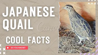 Japanese quail facts 🦆 coturnix quail 🦆 found in East Asia