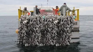 Amazing Big Catch Herring fishing in The Sea - Net fihing, Catch Hundreds tons of fish on the boat