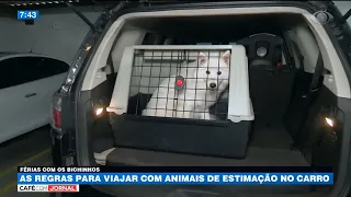 Veja regras para viajar com animais de estimação no carro